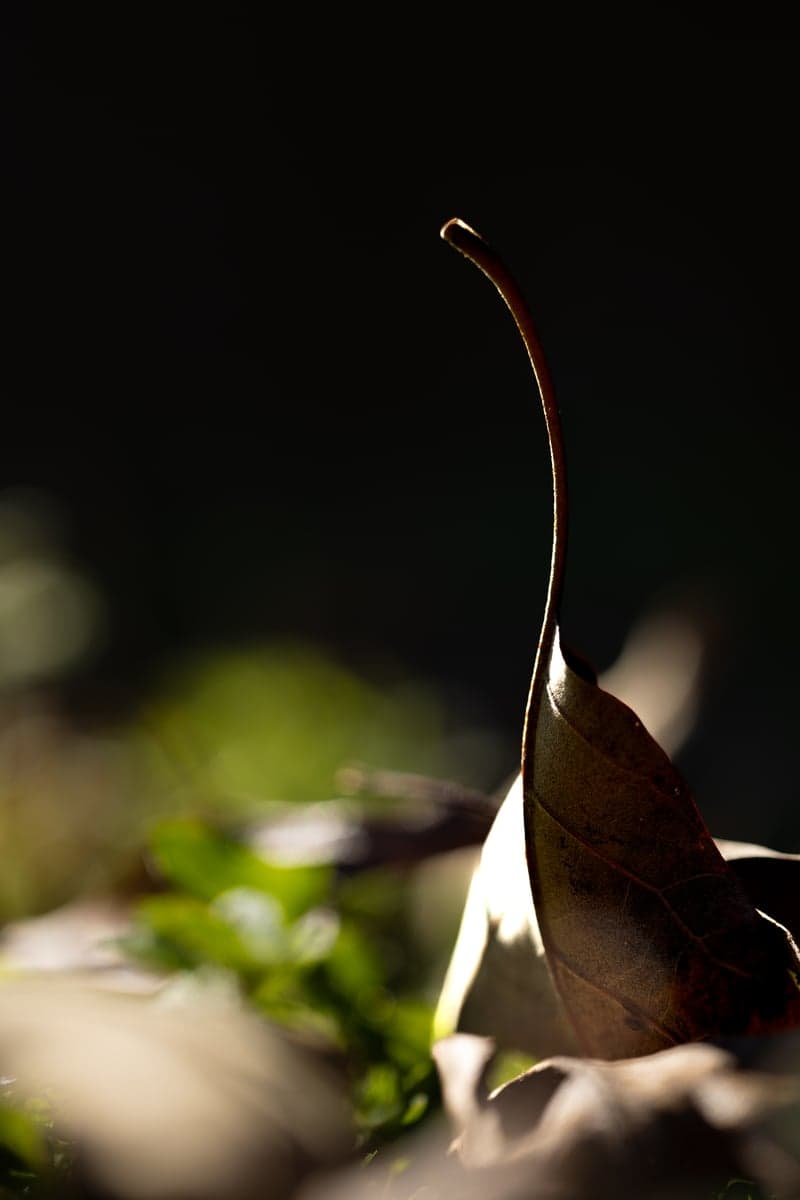 2025 Photo a Day Challenge: Day 1